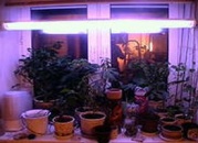 Освещение растений